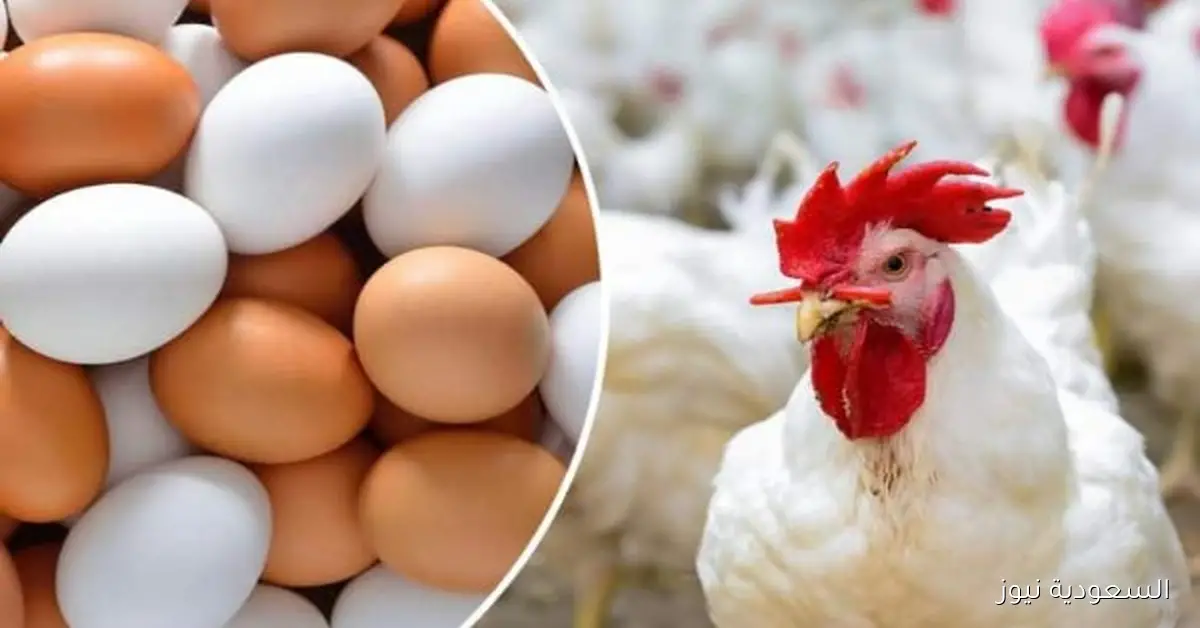 أسعار الدواجن اليوم في الأسواق ومفاجأة في أسعار البيض