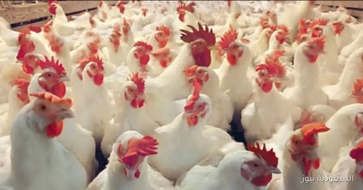 استقرار نسبي في أسعار الدواجن والطيور مع توازن أسعار البيض