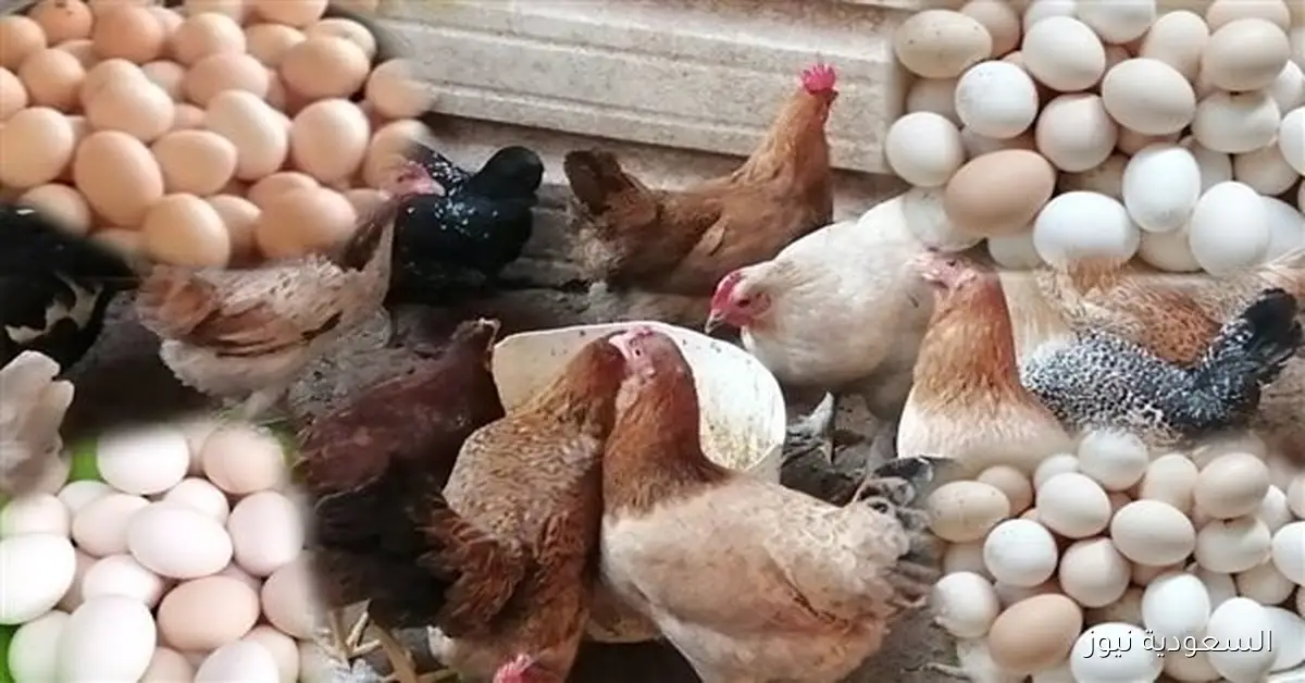 انخفاض مستمر في أسعار الدواجن والبانيه اليوم الاثنين