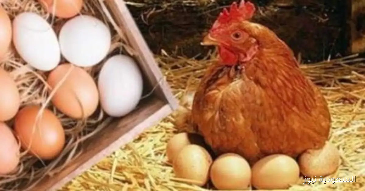 تراجع أسعار الدواجن والبانيه اليوم الجمعة وما هو سعر الكيلو؟