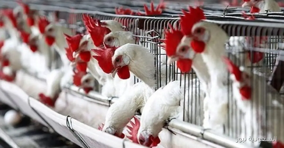 هبوط أسعار الدواجن في الأسواق الآن