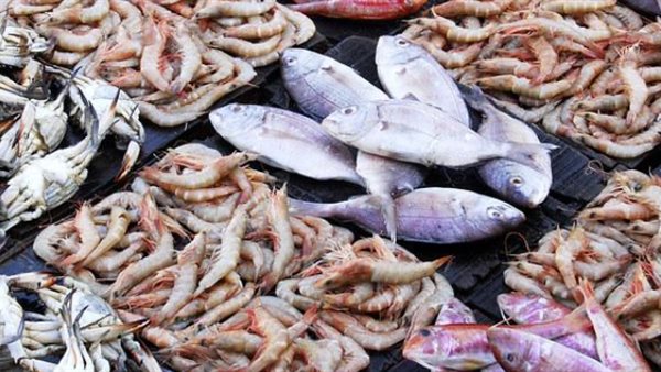 أسعار الأسماك اليوم الثلاثاء 28 أكتوبر 2025: الجمبري بـ860 جنيهًا