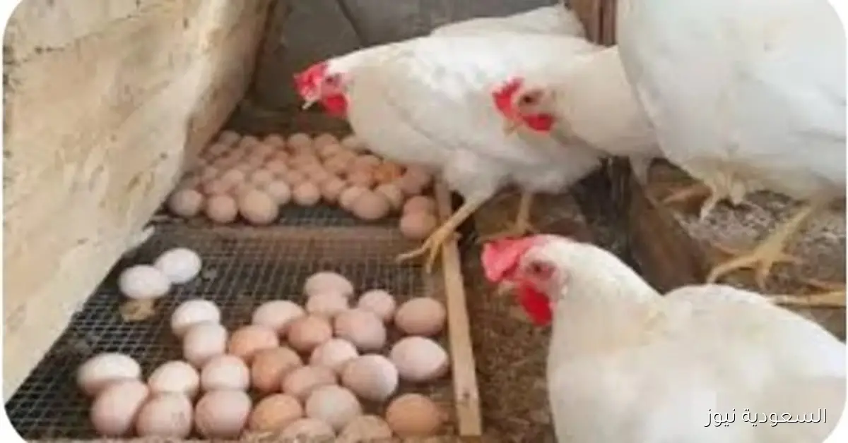 أسعار الدواجن والبيض اليوم الاثنين 6 أكتوبر 2025