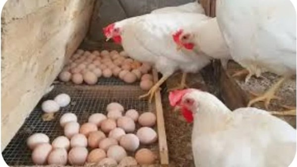 أسعار الدواجن والبيض في السوق اليوم الاثنين