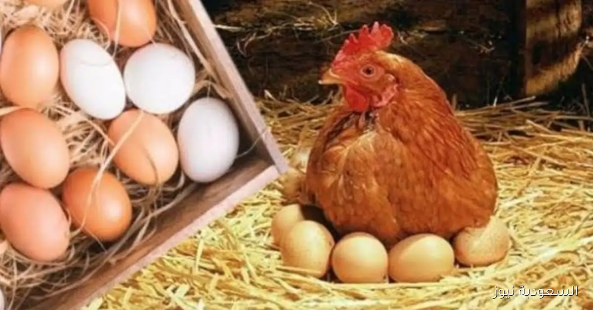 استقرار نسبي في أسعار الدواجن والطيور مع توازن سعر البيض
