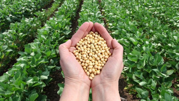 الجبلي يؤكد: الزراعة المصرية تحقق إنجازات غير مسبوقة بفضل دعم الرئيس السيسي