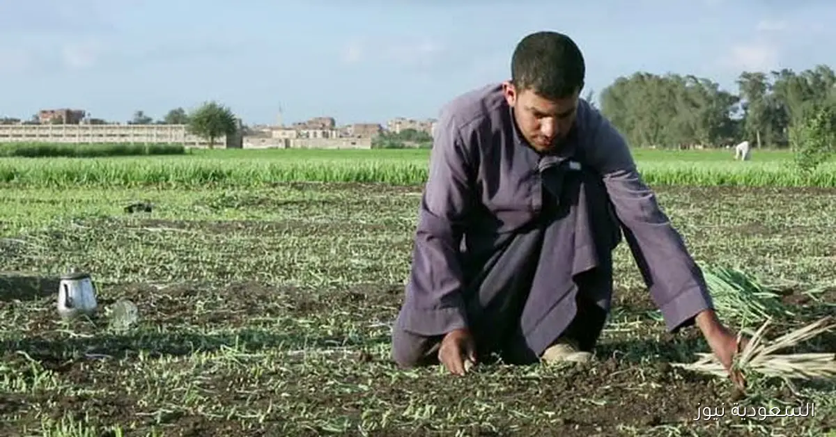 الزراعة تستعد لموسم الشتاء بتعزيز الحيازات وتوفير الميكنة للمزارعين