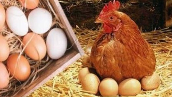 تراجع جديد في أسعار الدواجن والبانيه بالأسواق اليوم السبت