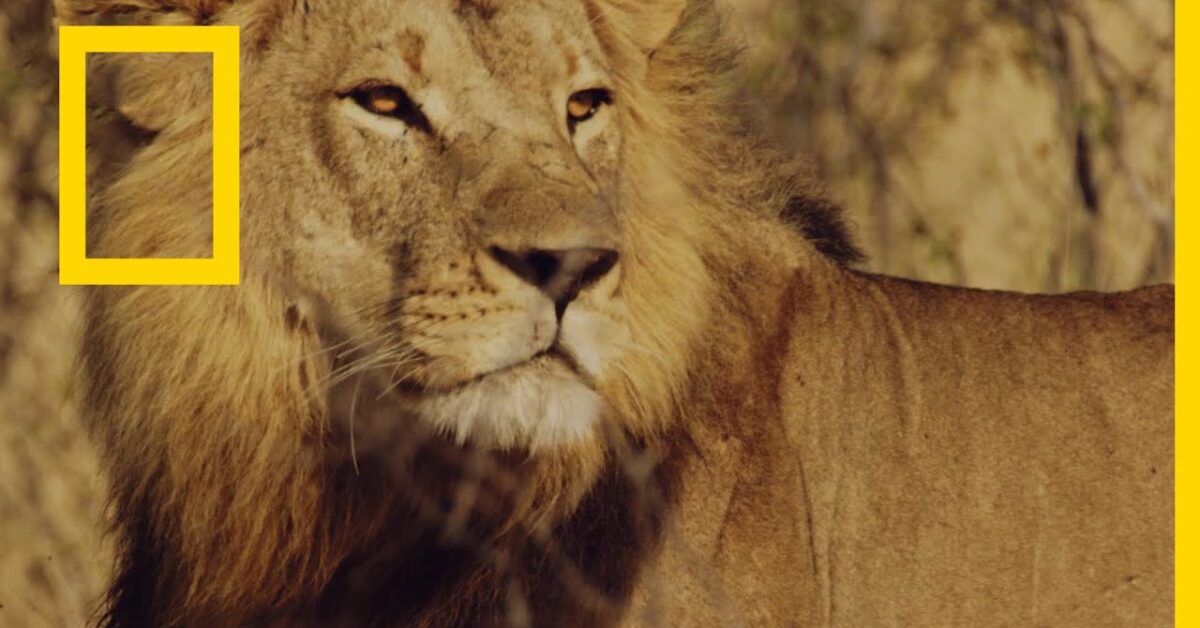 «وثائقي طول اليوم».. نزل تردد قناة ناشيونال جيوغرافيك الجديد 2025 بجودة عالية على جميع الأقمار!