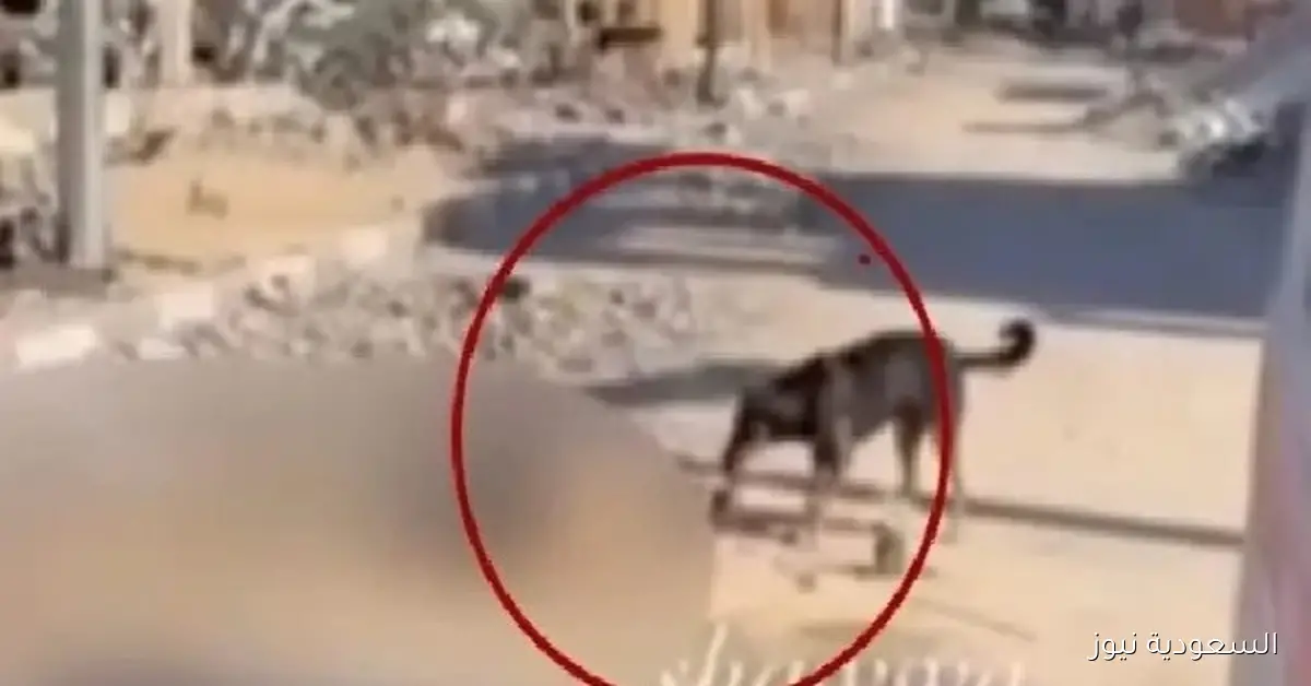 كلب ينهش جثة امرأة في غزة ويثير جدلاً.. كاتب إسرائيلي يكشف زيف الأخلاق في إسرائيل