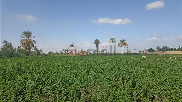 نمو المساحة المنزرعة في مصر إلى 10.1 مليون فدان خلال عام 2023 / 2024 وفقاً للإحصاء