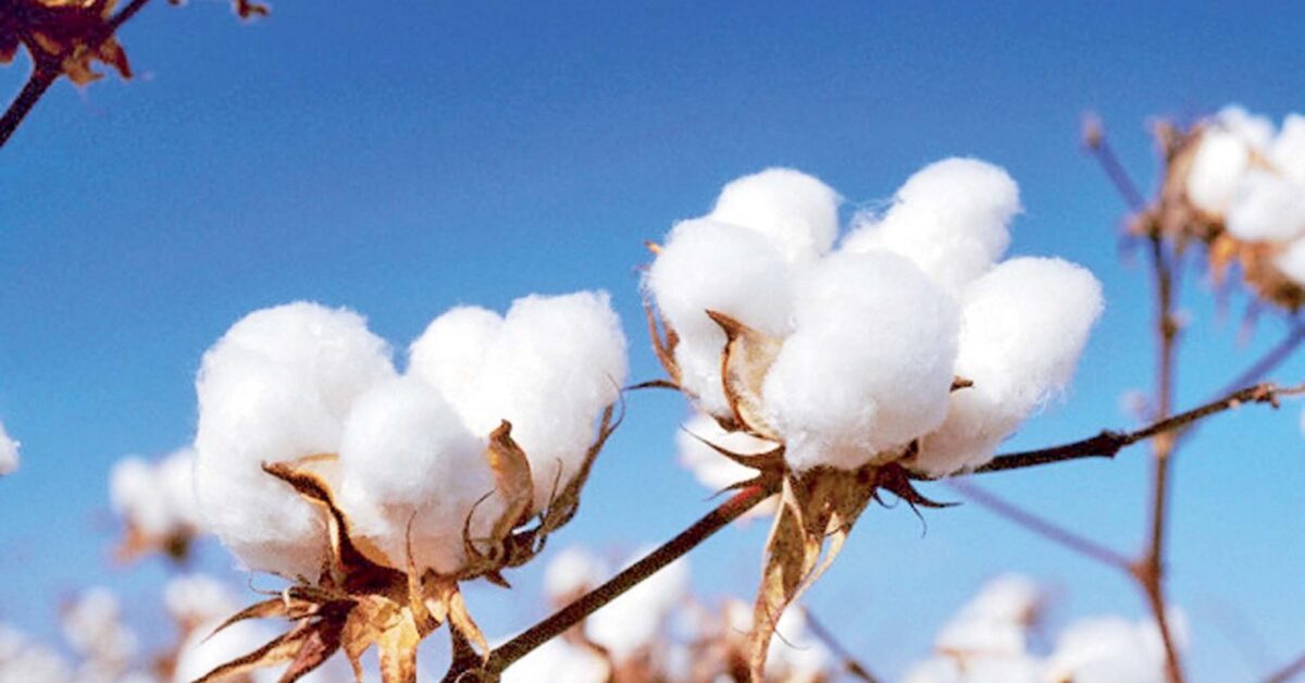 وزير الزراعة يعلن حظر نقل أقطان الزهر بين الوجهين البحري والقبلي بدون ترخيص