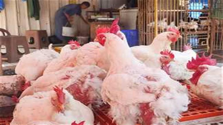 أسعار الدجاج الأبيض في سوق الدواجن اليوم الثلاثاء 25-11-2025