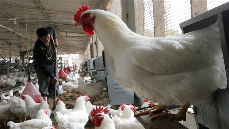 أسعار الدواجن البيضاء النهاردة الثلاثاء 18-11-2025 في بورصة الدواجن