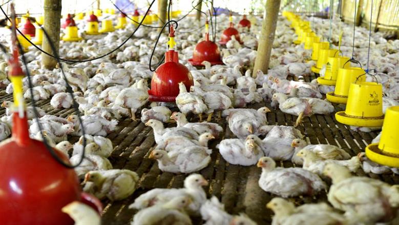 أسعار الدواجن البيضاء في بورصة الدواجن اليوم الخميس الموافق 20 نوفمبر 2025