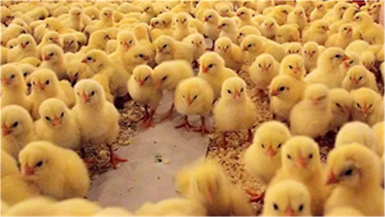 أسعار الكتاكيت في سوق الدواجن اليوم الأحد 30-11-2025