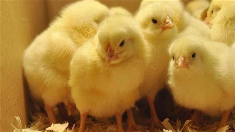 أسعار الكتاكيت في سوق الدواجن اليوم الثلاثاء 18 نوفمبر 2025