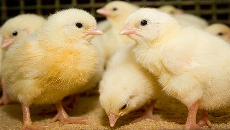 أسعار الكتاكيت في سوق الدواجن اليوم الجمعة 28 نوفمبر 2025