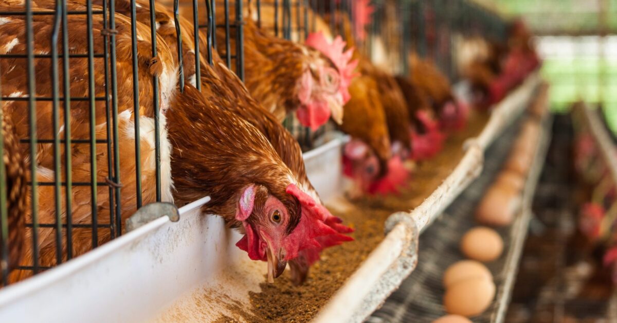 الحكومة تستثمر 200 مليار جنيه في قطاع إنتاج الدواجن