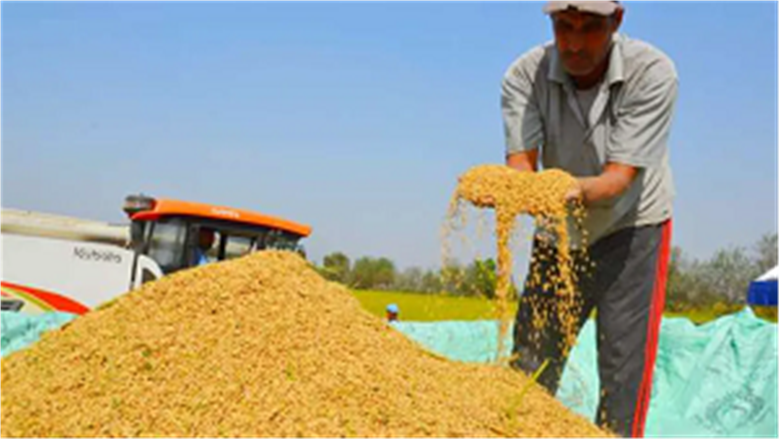 تراجع سعر طن الأرز الشعير بمقدار 1000 جنيه اليوم.. نقيب الفلاحين يوضح الأسباب.