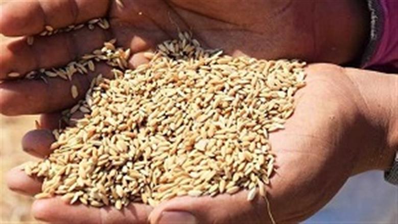 سعر الأرز الشعير في الأسواق المصرية بتاريخ الجمعة 28 نوفمبر 2025