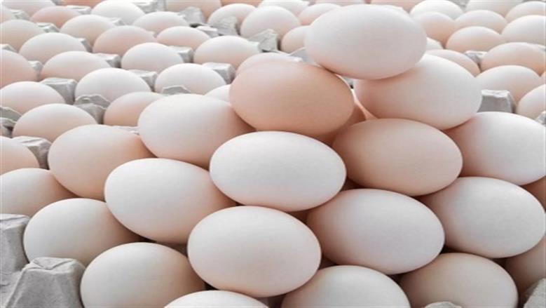 سعر كرتونة البيض في سوق الدواجن اليوم الخميس 27-11-2025