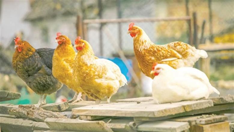 أسعار الدجاج الأبيض والبلدي في بورصة الدواجن اليوم الاثنين 1-12-2025