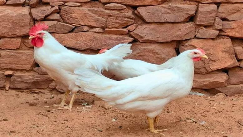 أسعار الدواجن البيضاء في بورصة الدواجن اليوم الثلاثاء 2 ديسمبر 2025