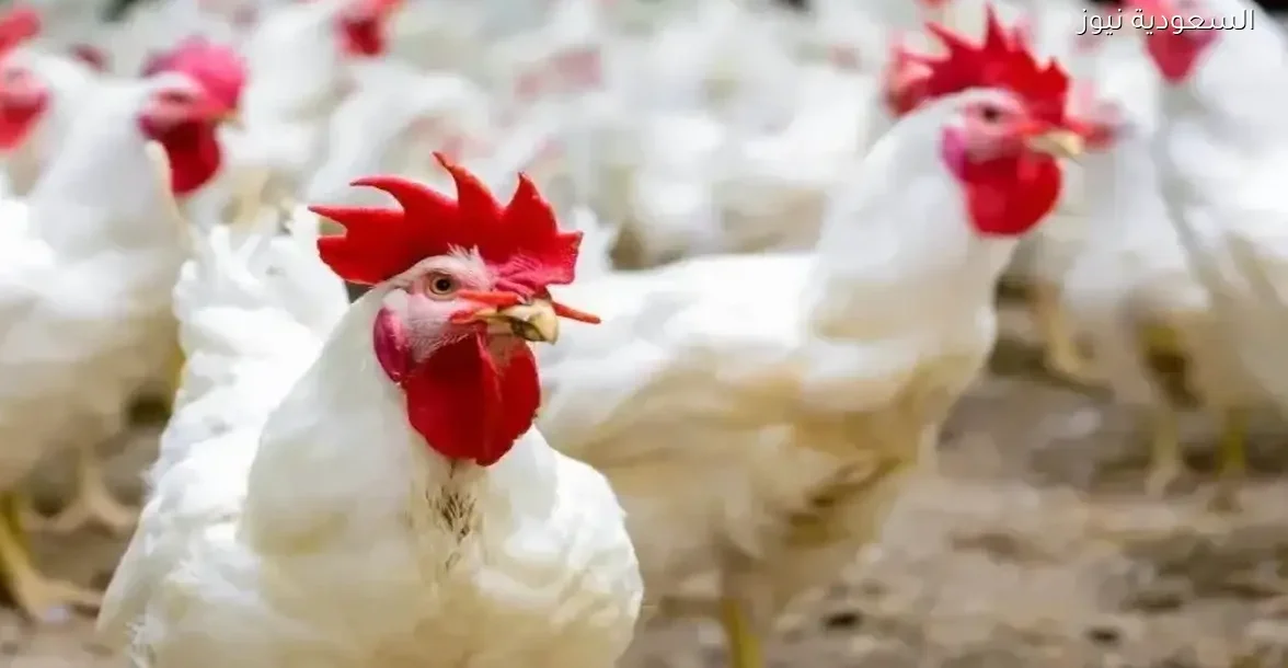 أسعار الفراخ البيضاء تشهد مفاجأة سارة بعد 9 أشهر من التراجع
