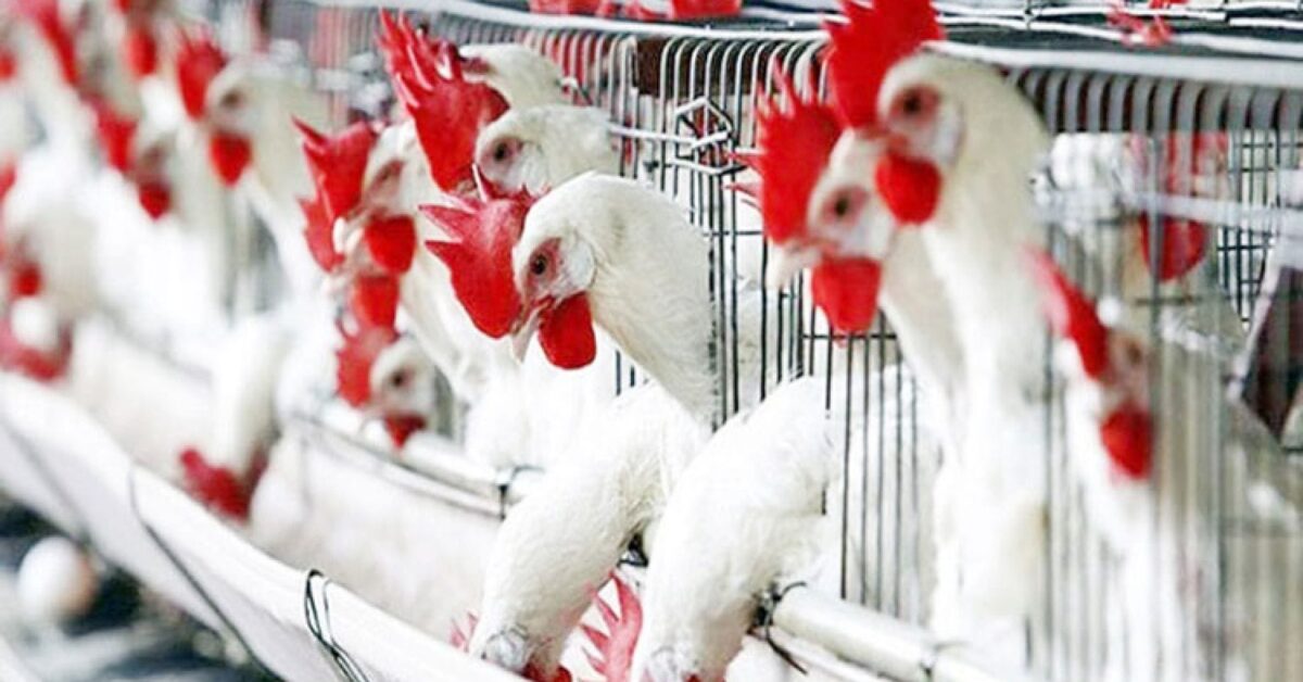 أسعار الفراخ البيضاء في بورصة الدواجن اليوم السبت 6-12-2025 تشهد تراجعًا