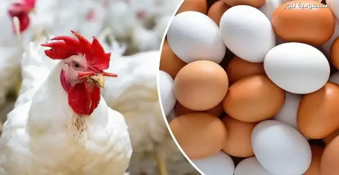 أسعار الفراخ في الأسواق المصرية اليوم الأربعاء 17 ديسمبر 2025