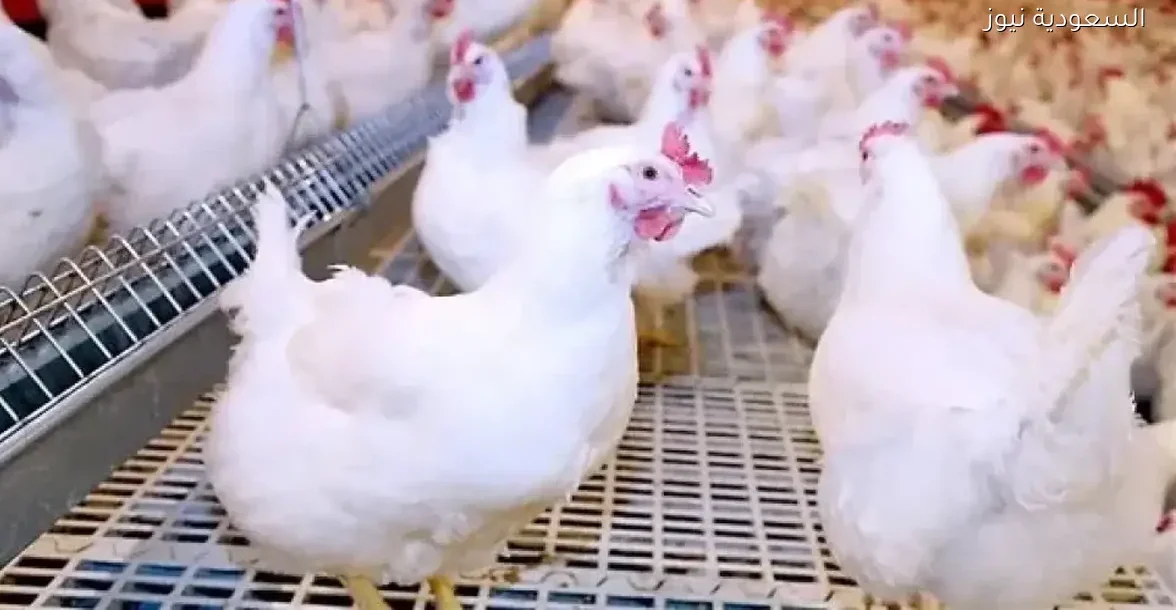 أسعار الفراخ في الأسواق المصرية اليوم الخميس 18 ديسمبر 2025