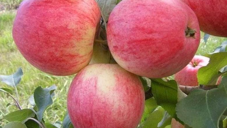 أسعار الفواكه في سوق العبور اليوم الثلاثاء 2 ديسمبر 2025