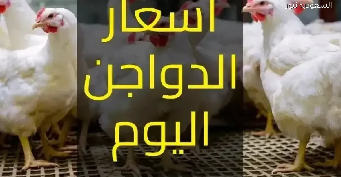 استقرار أسعار الفراخ البيضاء في بورصة الدواجن اليوم: هل يستمر الهدوء؟