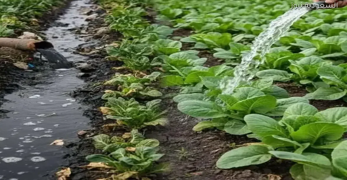 تحذير: منع دخول خضروات من إب بسبب ريها بمياه الصرف الصحي